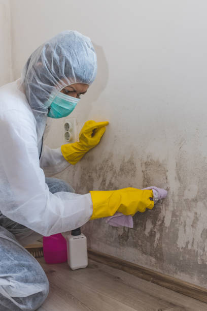 Biohazard Mold Removal in Cheshire Village, CT