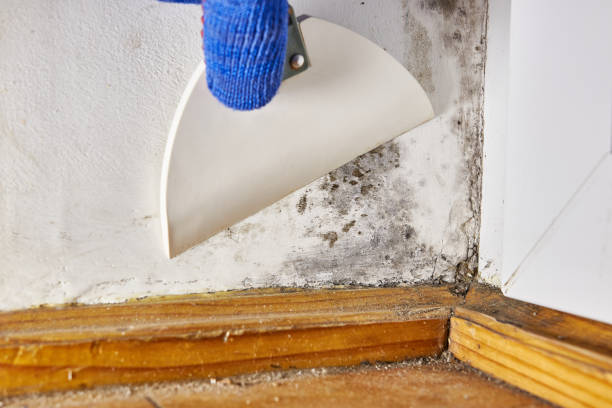 Best Real Estate Mold Inspection  in Cheshire Village, CT